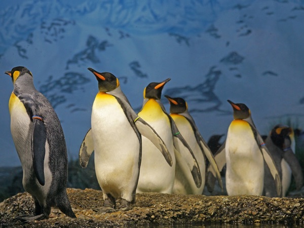 penguins 